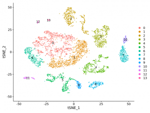 tSNE of Cell Clusters